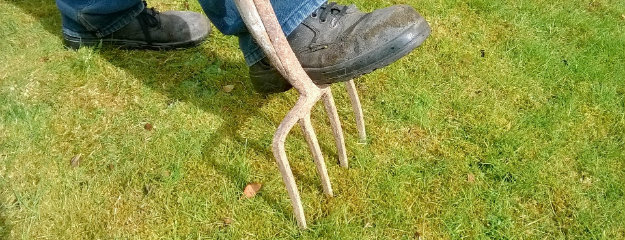 Using a garden fork to help with drainage on the lawn